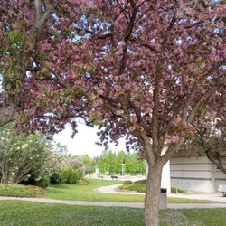 Ottawa Public Library - Beautiful green space in front of the library. Makes me want to grab a book and read it under this gorgeous tree ;)