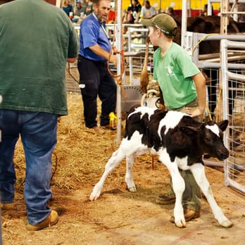 Maryland State Fair - A newborn calf - Community Service/Non-Profit Near Me - Timonium, Maryland