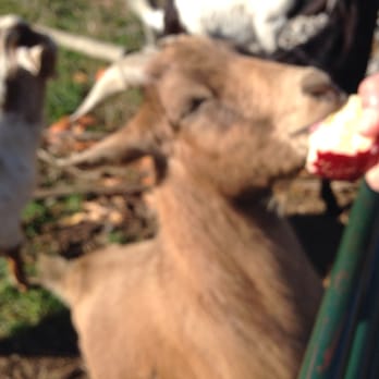 Wallingford's Fruit House - Feeding the "bully" goat! - Bakeries Near Me - Auburn, Maine Wallingford's Fruit House - Feeding the "bully" goat! - Bakeries Near Me - Auburn, Maine