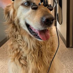 Cherry Creek Dental Arts - Bentley, our in house therapy dog.