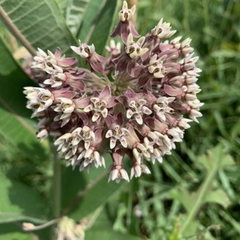 Willow Healing - Milkweed, thistle and beauty - Traditional Chinese Medicine Near Me - Omaha, Nebraska Willow Healing - Milkweed, thistle and beauty - Traditional Chinese Medicine Near Me - Omaha, Nebraska