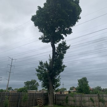 Sanchez Tree Service - 70-80 foot tree gone - Tree Services Near Me - Waukegan, Illinois