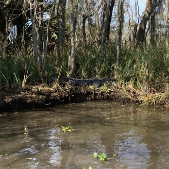 Airboat Adventures - Boat Tours Near Me - Lafitte, Louisiana