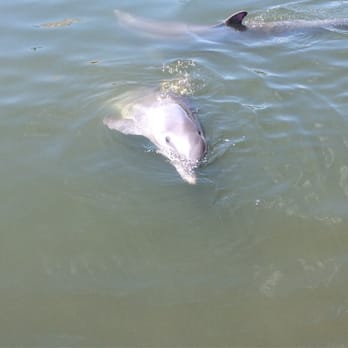 Dolphin Research Center - Tours Near Me - Marathon, Florida Dolphin Research Center - Tours Near Me - Marathon, Florida