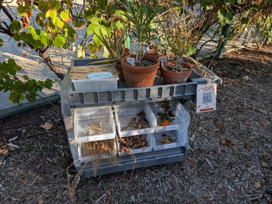 Rancho Los Alamitos Historic Ranch and Gardens by null