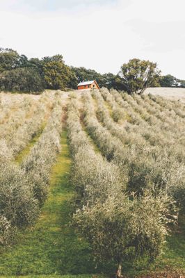 The Olive Press by null