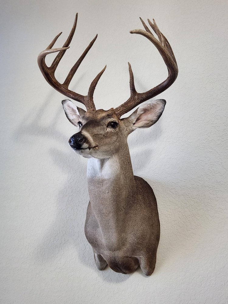 San Antonio All Game Taxidermy - taxidermy in San Antonio, TX