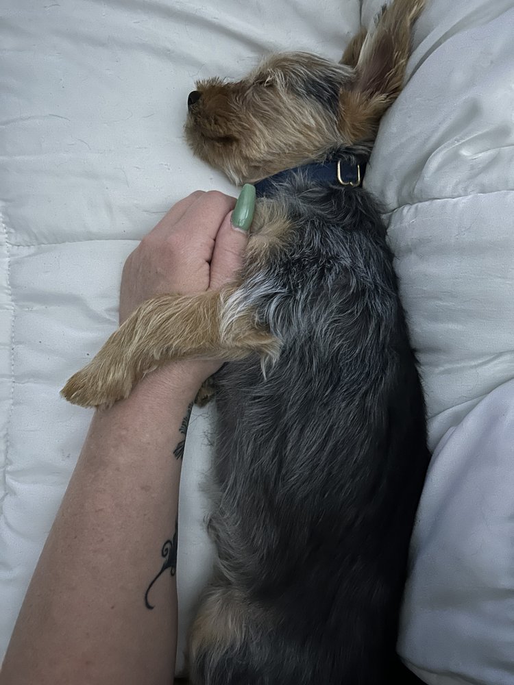 ALL GOD’S CREATURES GROOMING Updated October 2024 39 Photos & 66