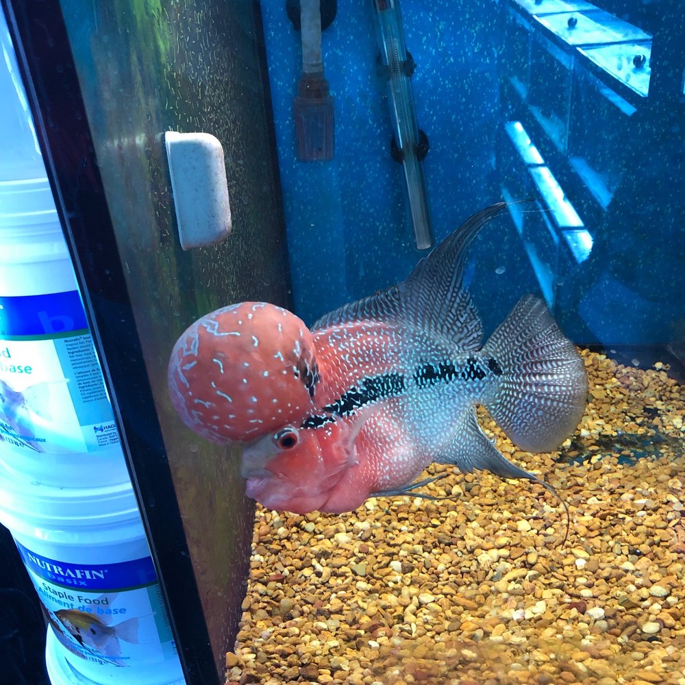 Fin Gallery - Local Fish Stores Near Me - Calgary, Alberta