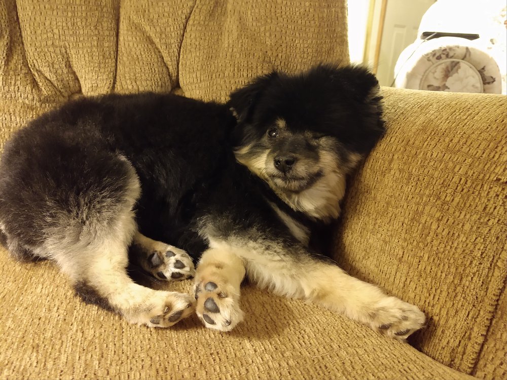 DIAMONDS IN THE RUFF PET GROOMING Updated July 2024 659 Douglas Ave, Holland, Michigan Pet