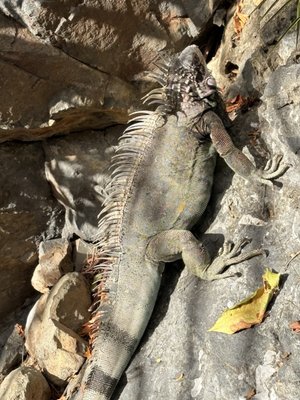 Coral World Ocean Park by null