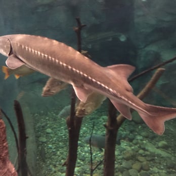 Bass Pro Shops - Here fishy fishy... - Outdoor Gear Near Me - Manteca, California Bass Pro Shops - Here fishy fishy... - Outdoor Gear Near Me - Manteca, California