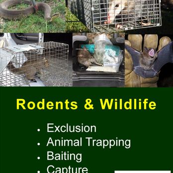 Integrated Pest Management, Inc. - Rodents & other wildlife can cause serious damage. Baiting, trapping, & exclusions are options. - Pest Control Near Me - Richmond, Texas Integrated Pest Management, Inc. - Rodents & other wildlife can cause serious damage. Baiting, trapping, & exclusions are options. - Pest Control Near Me - Richmond, Texas