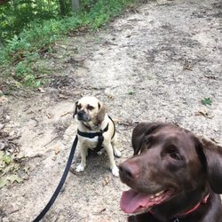 Trail Dogs - Dog Hiking & Adventure Service