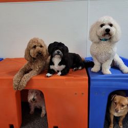Sit N Stay Pet Retreat