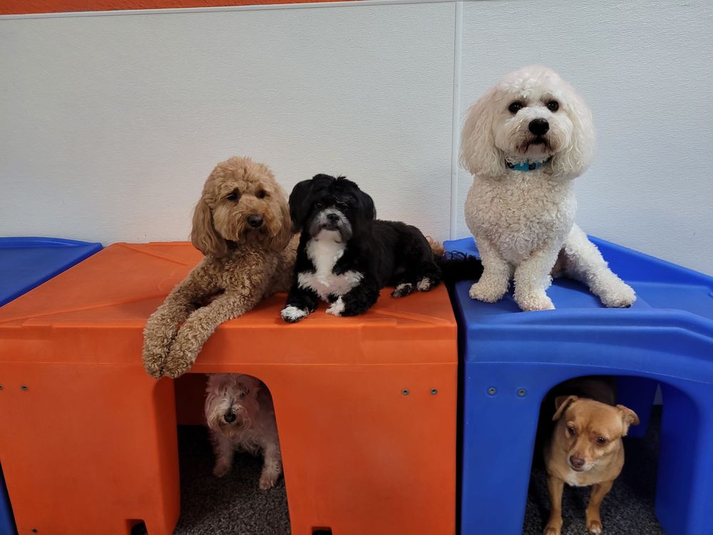 Sit N Stay Pet Retreat - pet boarding facility in Colleyville, TX