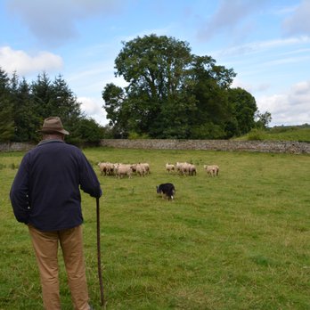 Jerpoint Park - Sheep Dog demonstration - Landmarks & Historical Buildings Near Me - Kilkenny, KK