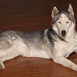 Ramona Animal Shelter - Please help me bring my fur-baby home!!!
