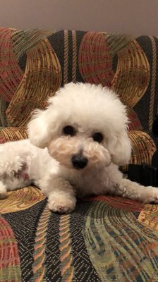 dog grooming north york