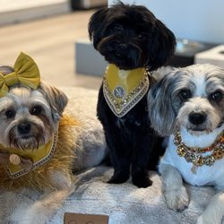 Cherry Blossom - My 3 pup's after visiting Cherry Blossom Pet Salon.