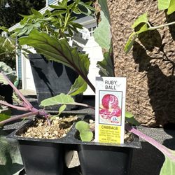 Valley Nursery