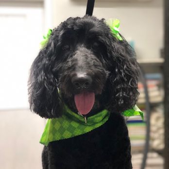 Timberlane Kennels - Makeover! - Pet Sitting Near Me - New Egypt, New Jersey Timberlane Kennels - Makeover! - Pet Sitting Near Me - New Egypt, New Jersey