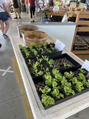 Piedmont Triad Farmers Market by null