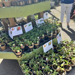 Westbrae Nursery - Pepper Plants