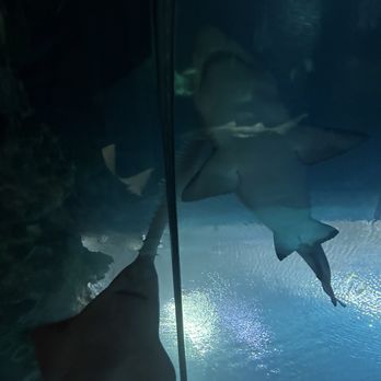 Shark Reef Aquarium at Mandalay Bay - Aquariums Near Me - Las Vegas, Nevada