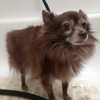 The Urban Dog - Pet Groomers Near Me - Central Point, Oregon The Urban Dog - Pet Groomers Near Me - Central Point, Oregon