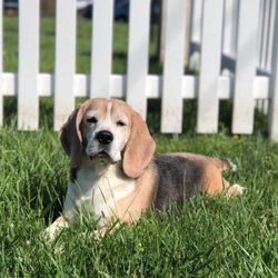 Pet Stop of WNY