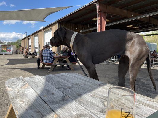 Zillicoah Beer Co. by null