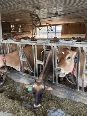 High Lawn Farm by null