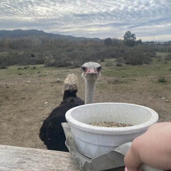 Ostrichland USA - Attraction Farms Near Me - Solvang, California Ostrichland USA - Attraction Farms Near Me - Solvang, California