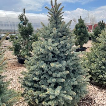 Pine Lane Nursery - Fat Albert Spruce - Nurseries & Gardening Near Me - Parker, Colorado Pine Lane Nursery - Fat Albert Spruce - Nurseries & Gardening Near Me - Parker, Colorado
