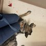 Photo of Clermont Animal Hospital