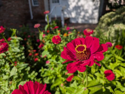 Luther Burbank Home & Gardens by null
