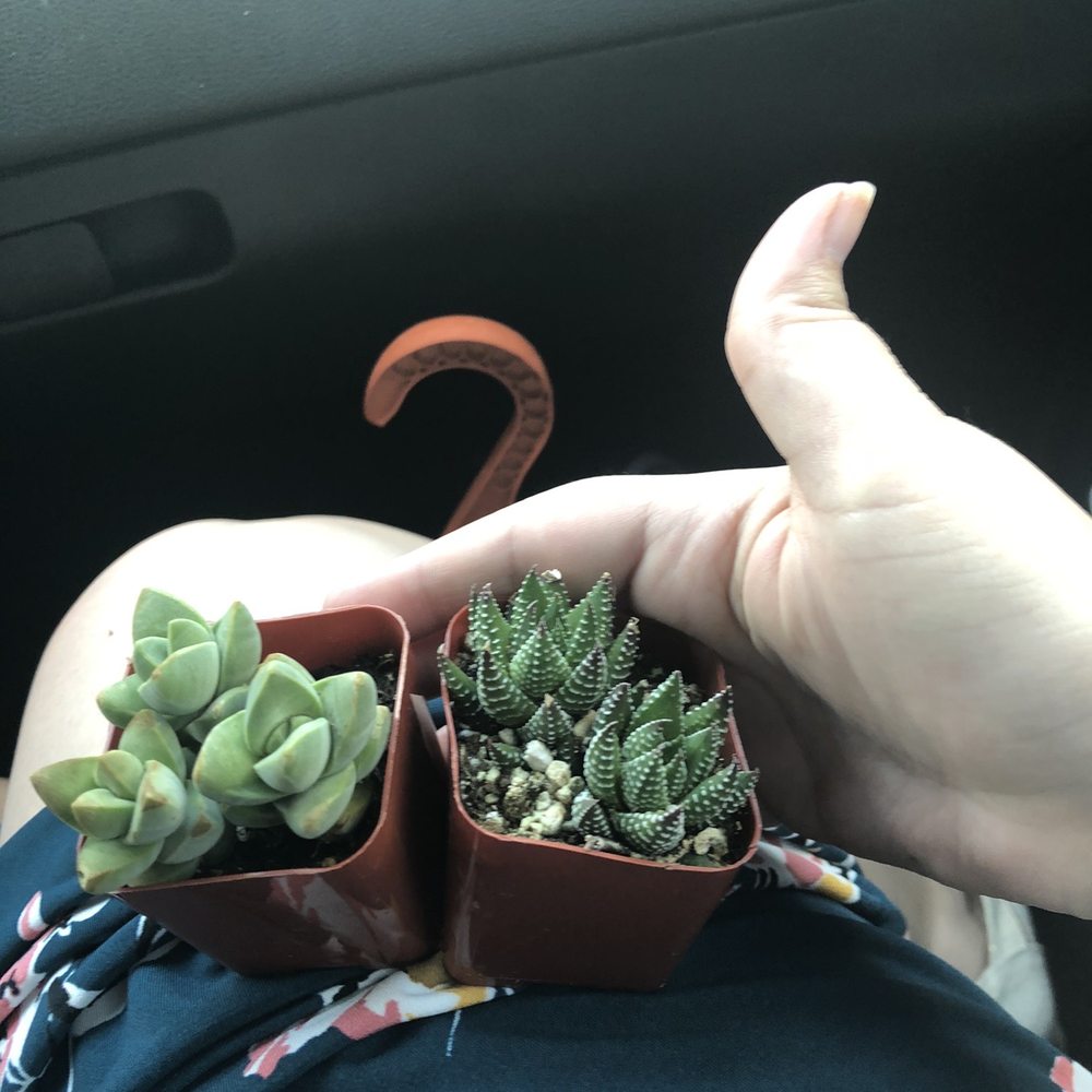 Shoal Creek Nursery - We got the guy on the left from here - Nurseries & Gardening Near Me - Austin, Texas Shoal Creek Nursery - We got the guy on the left from here - Nurseries & Gardening Near Me - Austin, Texas