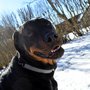 Photo of Tails Content Pet Sitting
