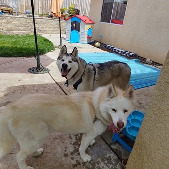 Pet Nanny Paso - Look at how happy they were - Pet Sitting Near Me