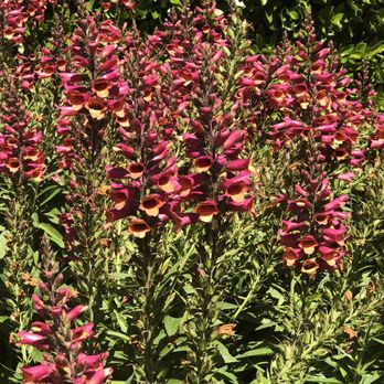Tesoro - Florists Near Me - Napa, California