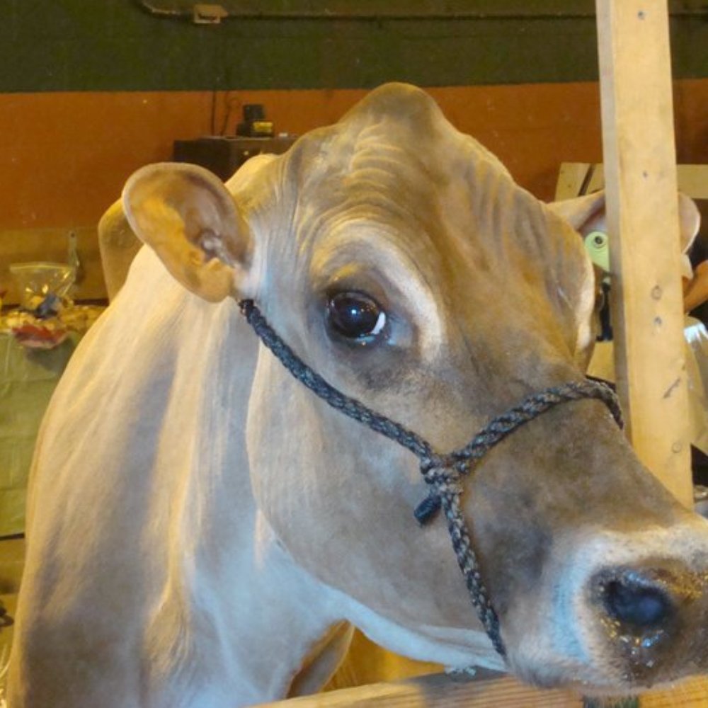 Illinois State Fair - Festivals Near Me - Springfield, Illinois
