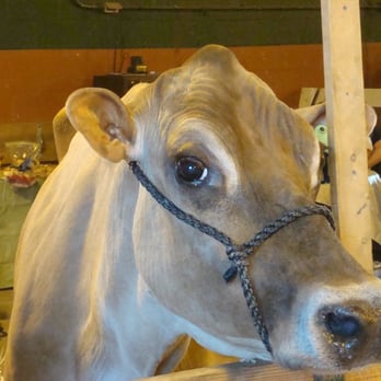 Illinois State Fair - Festivals Near Me - Springfield, Illinois