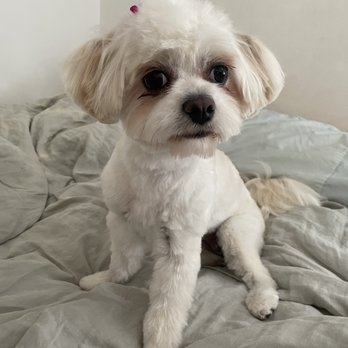 Splish Splash Wags - Pet Groomers Near Me - Long Beach, California