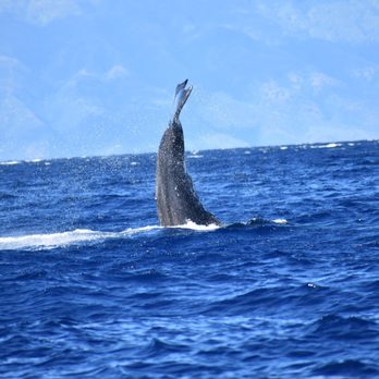 Trilogy Excursions - Snorkeling Near Me - Lahaina, Hawaii Trilogy Excursions - Snorkeling Near Me - Lahaina, Hawaii