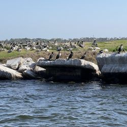 Papa Joe's Pontoons - Bird island
