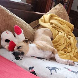 Redfield Veterinary Hospital - Izzy feeling so much better after her visit to the vet. She's crashed out taking a nap.