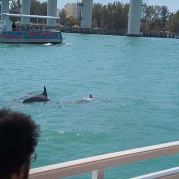 Fins Up Clearwater - Boat Tours Near Me - Tampa Bay, Florida