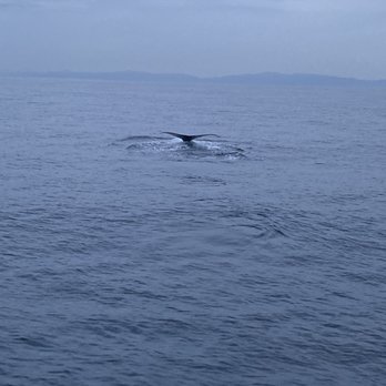 Harbor Breeze - Fluke of a humpback whale - Boat Charters Near Me - Long Beach, California Harbor Breeze - Fluke of a humpback whale - Boat Charters Near Me - Long Beach, California