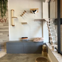 Purrology Cafe - The cat room